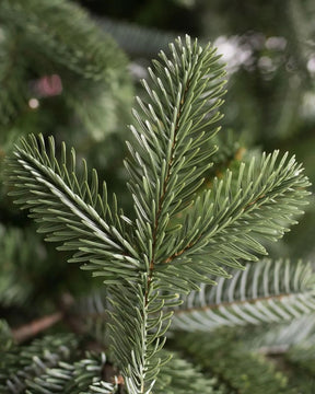 Árvore de Natal European Fir com Galhos Articulados, Suporte Metálico e Micro LEDs Embutidos