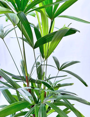 Palmeira Tropical Decorativa